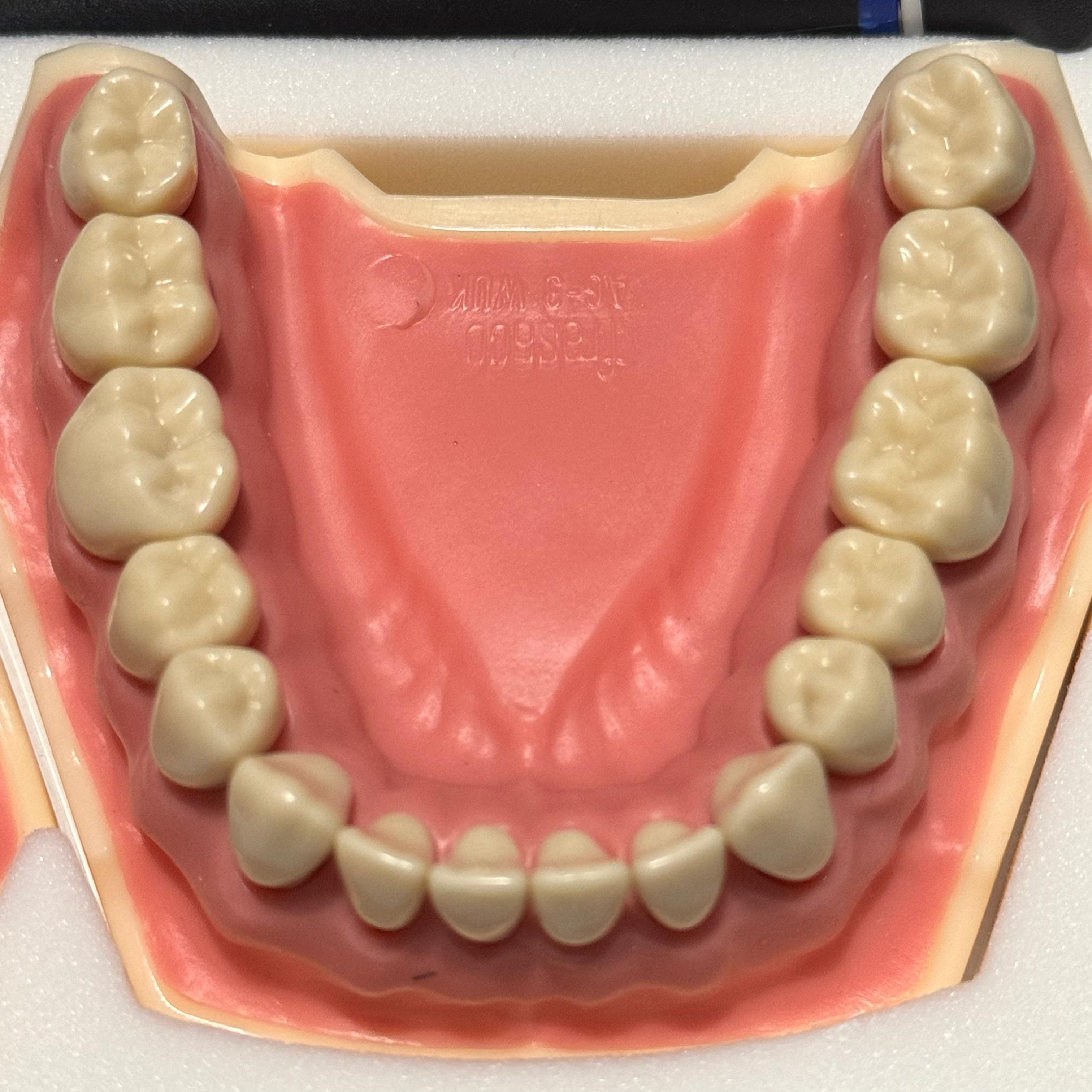 Frasaco AG-3 Jaws (32 - Teeth)