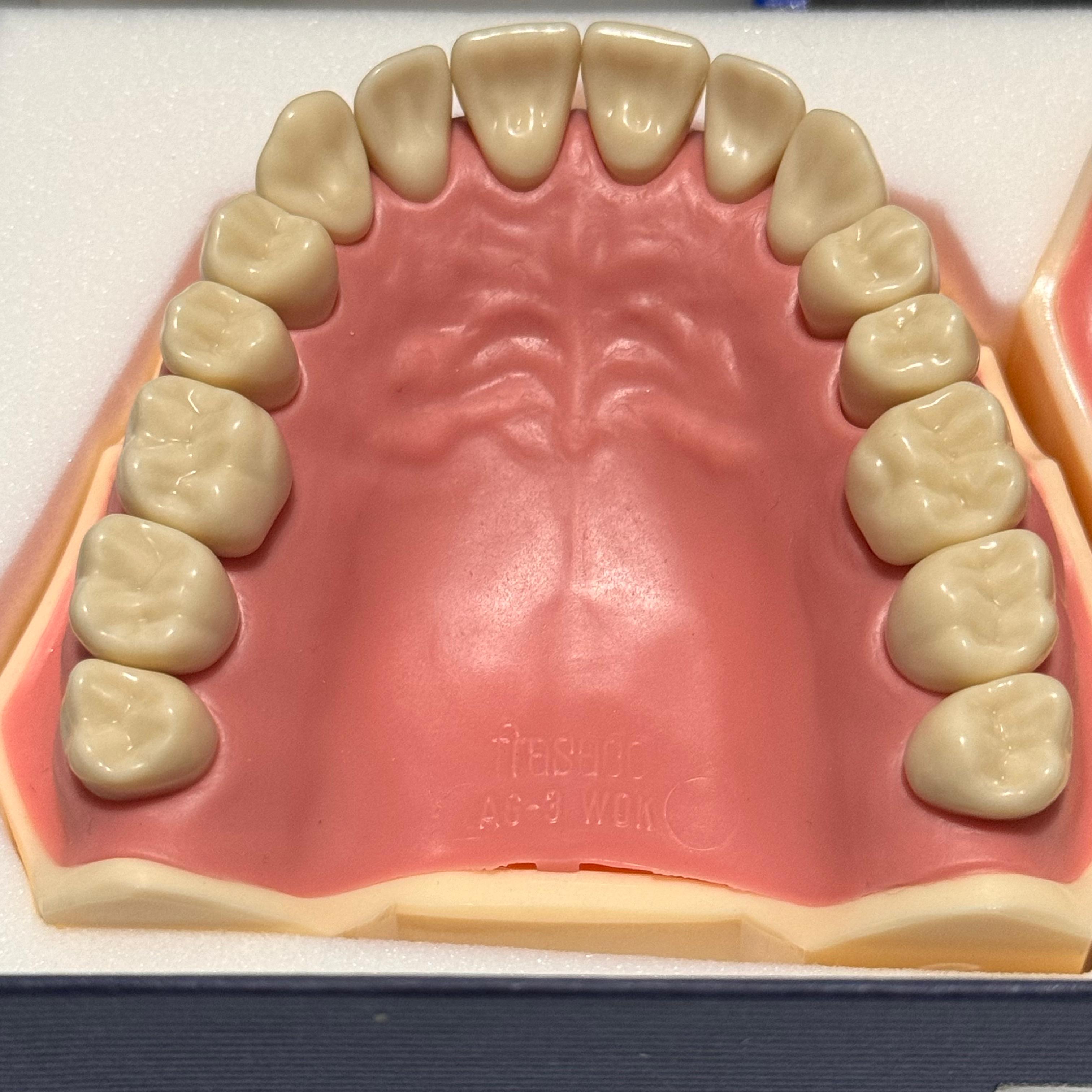 Frasaco AG-3 Jaws (32 - Teeth)