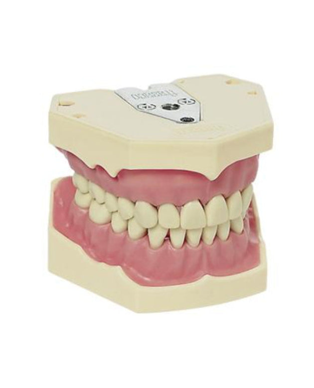 Frasaco AG-3 Jaws (32 - Teeth)